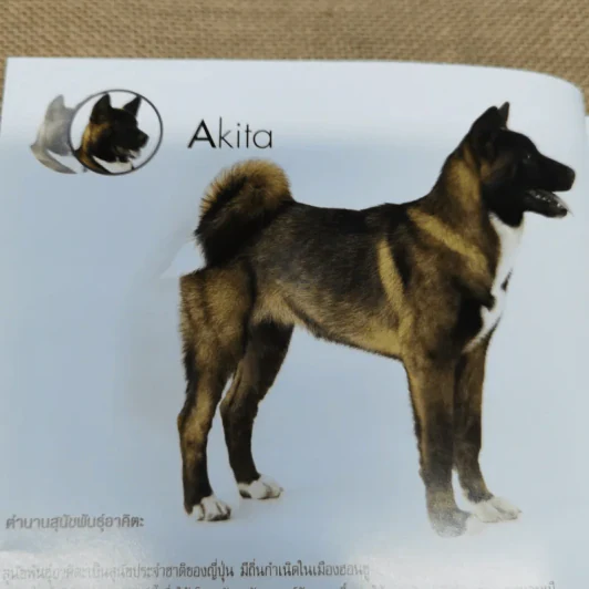 Dogs In The Book 32 หมาที่คนอยากอวด รูปที่ 12