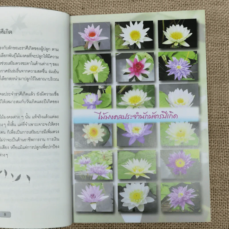 ปลูกต้นไม้ตามราศี เสริมบารมี โชคลาภ ร่ำรวย - ปนศวรรณ ปราโมช รูปที่ 12