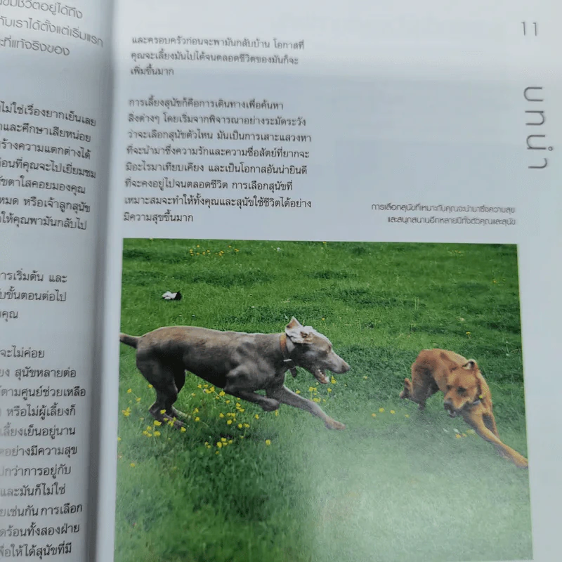 เลือกหมาให้เหมาะกับคุณ Choosing the right dog for you รูปที่ 11