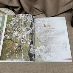 พรรณไม้เพื่อการตกแต่ง Plants For Decoration - รองศาสตราจารย์พรรณเพ็ญ ฉายปรีชา รูปที่ 14