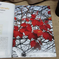 พรรณไม้เพื่อการตกแต่ง Plants For Decoration - รองศาสตราจารย์พรรณเพ็ญ ฉายปรีชา รูปที่ 9