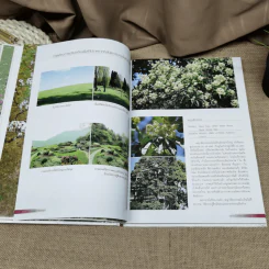 พรรณไม้เพื่อการตกแต่ง Plants For Decoration - รองศาสตราจารย์พรรณเพ็ญ ฉายปรีชา รูปที่ 15