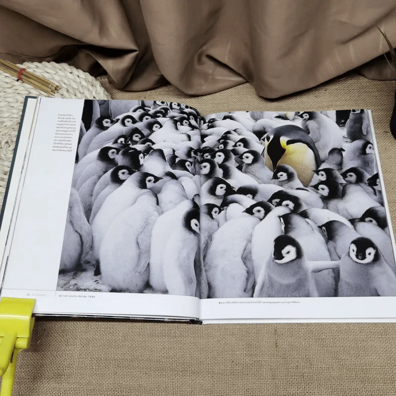 National Geographic ฉบับพิเศษสุดเพื่อนักสะสม 100 ภาพยอดเยี่ยม รูปที่ 12