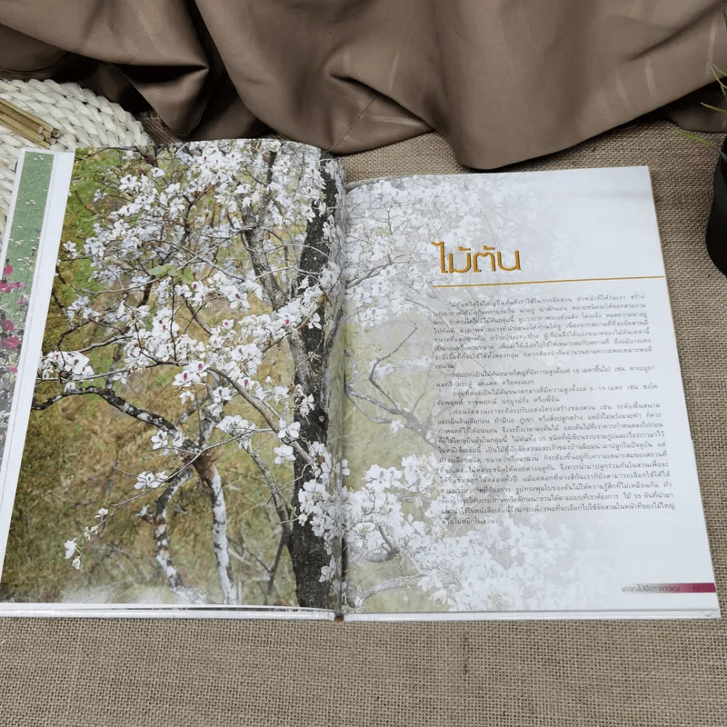 พรรณไม้เพื่อการตกแต่ง Plants For Decoration - รองศาสตราจารย์พรรณเพ็ญ ฉายปรีชา รูปที่ 14