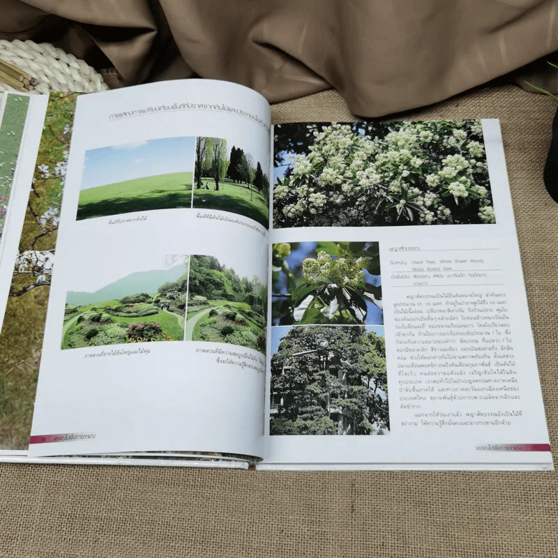 พรรณไม้เพื่อการตกแต่ง Plants For Decoration - รองศาสตราจารย์พรรณเพ็ญ ฉายปรีชา รูปที่ 15