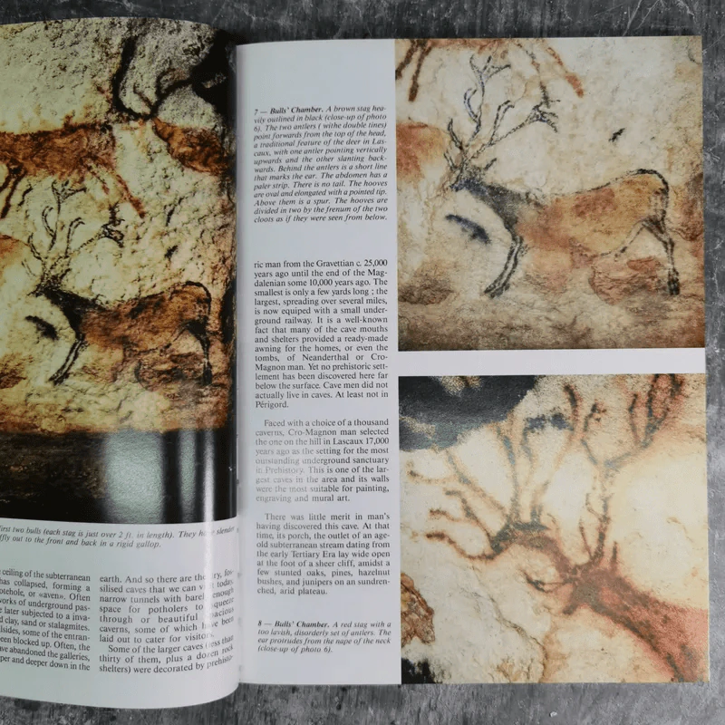 Discovering Lascaux รูปที่ 11