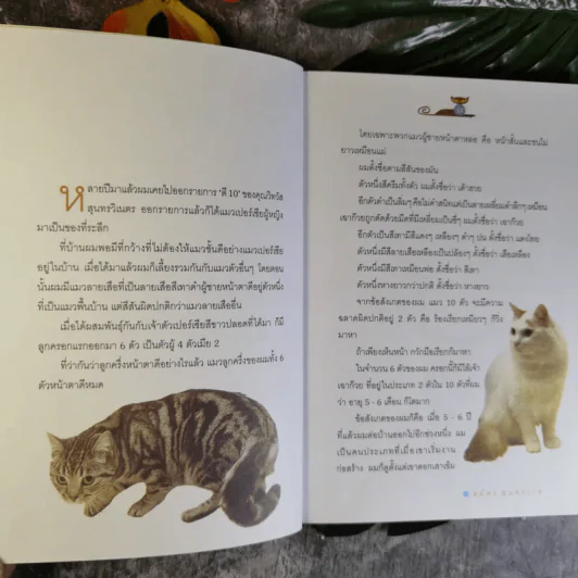 คนรักแมว - สมัคร สุนทรเวช รูปที่ 13