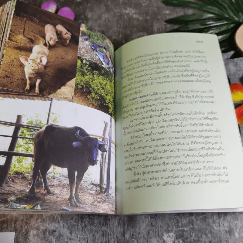 เที่ยวไป ทึ่งไป - อู่ทอง ประศาสน์วินิจฉัย รูปที่ 12