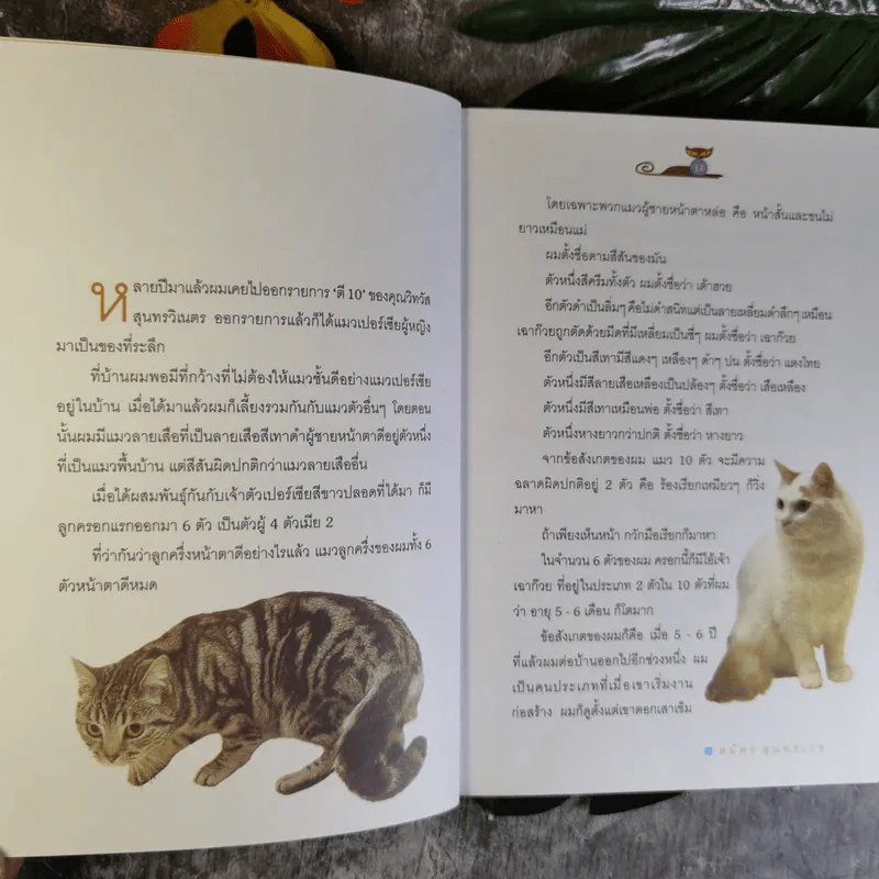 คนรักแมว - สมัคร สุนทรเวช รูปที่ 13