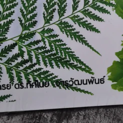 เฟิน All about Ferns รวมชนิดและพันธุ์ปลูก สำหรับคนรักเฟิน รูปที่ 13