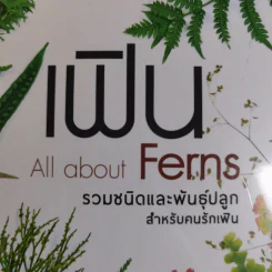 เฟิน All about Ferns รวมชนิดและพันธุ์ปลูก สำหรับคนรักเฟิน รูปที่ 12