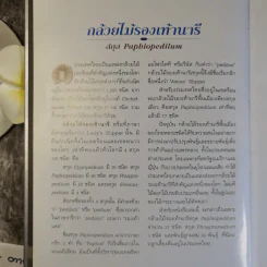 กล้วยไม้รองเท้านารี - อุไร จิรมงคลการ รูปที่ 12