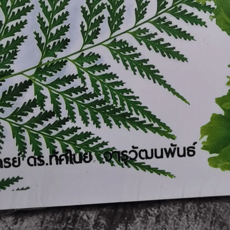 เฟิน All about Ferns รวมชนิดและพันธุ์ปลูก สำหรับคนรักเฟิน รูปที่ 13