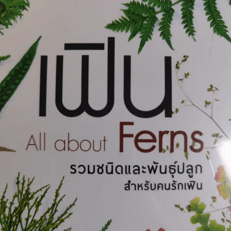 เฟิน All about Ferns รวมชนิดและพันธุ์ปลูก สำหรับคนรักเฟิน รูปที่ 12