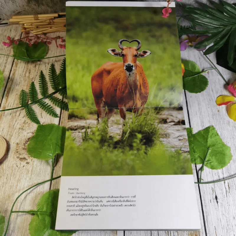 Wild Range จากขุนเขา จรดแนวปะการัง รูปที่ 11