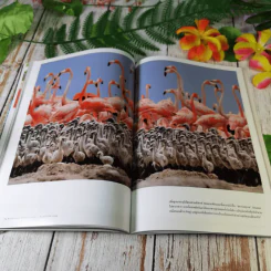 National Geographic ฉบับที่ 130 พ.ค.2555 อียิปต์ ไอซ์แลนด์ ฟลามิงโก สงครามกลางเมืองอเมริกัน วิวัฒนาการของมือ หน้ากาก กวางป่า รูปที่ 15