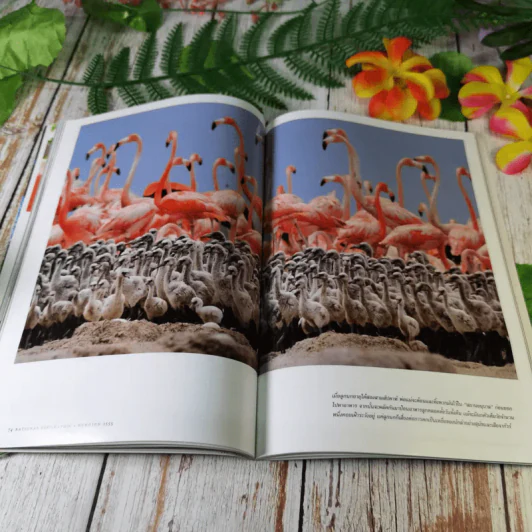 National Geographic ฉบับที่ 130 พ.ค.2555 อียิปต์ ไอซ์แลนด์ ฟลามิงโก สงครามกลางเมืองอเมริกัน วิวัฒนาการของมือ หน้ากาก กวางป่า รูปที่ 15