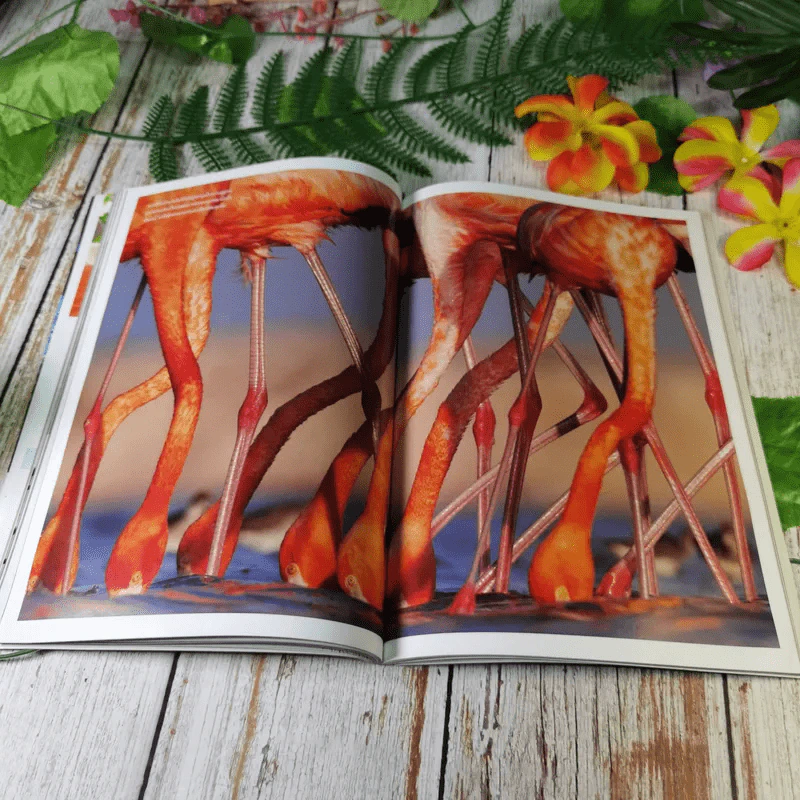 National Geographic ฉบับที่ 130 พ.ค.2555 อียิปต์ ไอซ์แลนด์ ฟลามิงโก สงครามกลางเมืองอเมริกัน วิวัฒนาการของมือ หน้ากาก กวางป่า รูปที่ 13