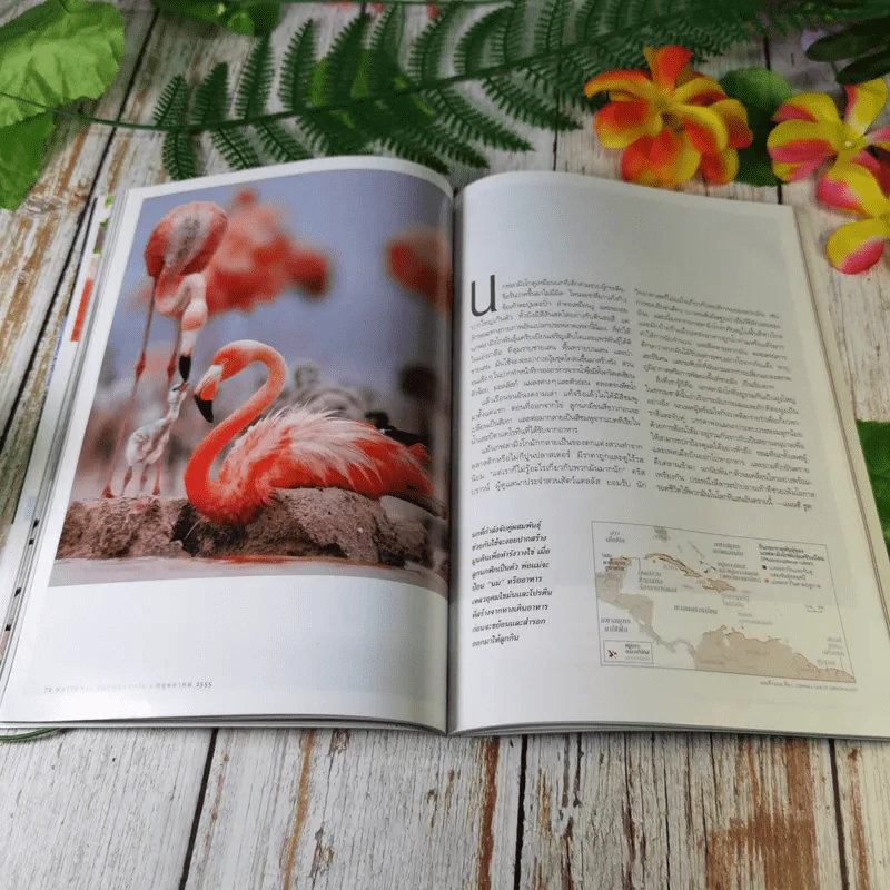 National Geographic ฉบับที่ 130 พ.ค.2555 อียิปต์ ไอซ์แลนด์ ฟลามิงโก สงครามกลางเมืองอเมริกัน วิวัฒนาการของมือ หน้ากาก กวางป่า รูปที่ 14