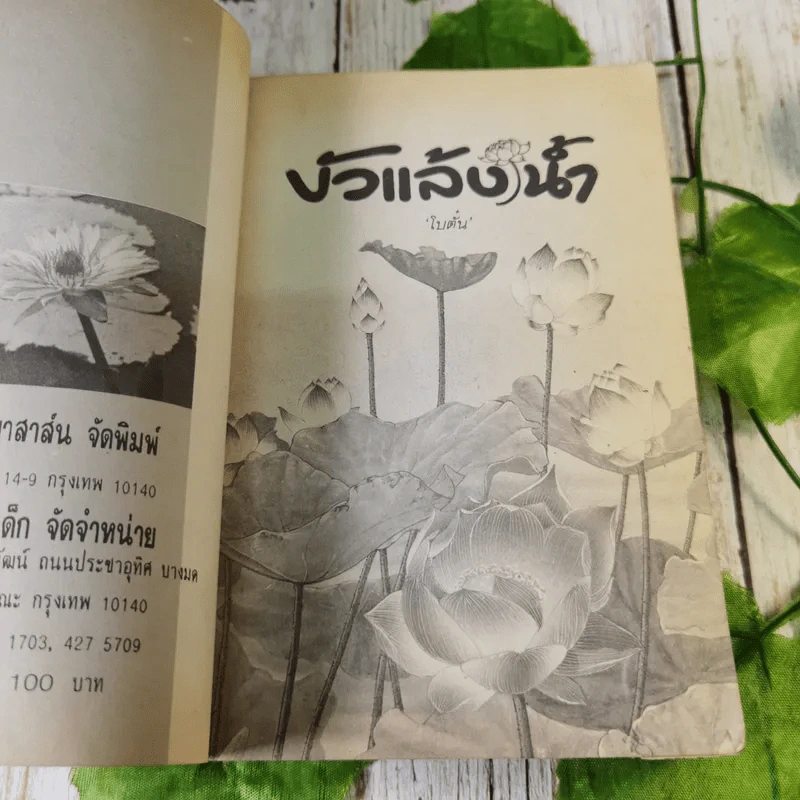 บัวแล้งน้ำ - โบตั๋น รูปที่ 9