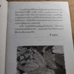 ย่านาง - ใจเพชร มีทรัพย์ (หมอเขียว) รูปที่ 9