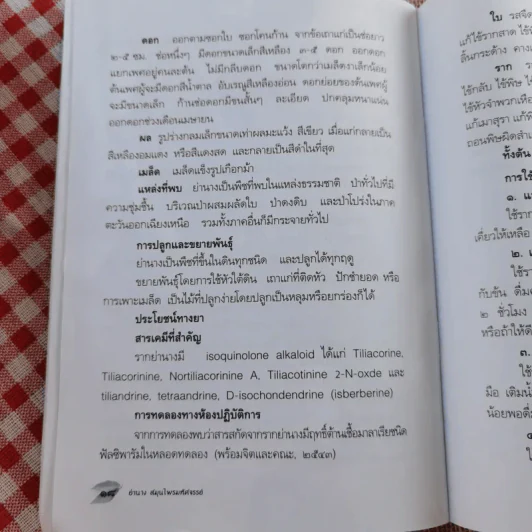 ย่านาง - ใจเพชร มีทรัพย์ (หมอเขียว) รูปที่ 13