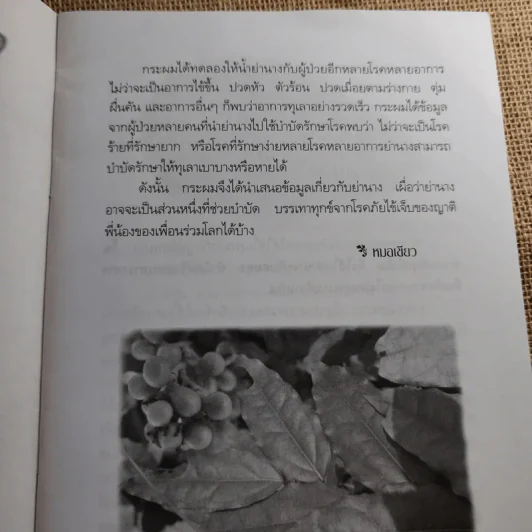 ย่านาง - ใจเพชร มีทรัพย์ (หมอเขียว) รูปที่ 9