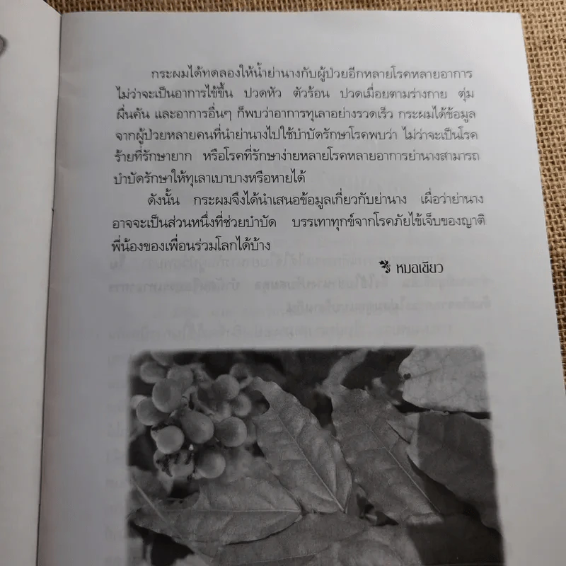 ย่านาง - ใจเพชร มีทรัพย์ (หมอเขียว) รูปที่ 9