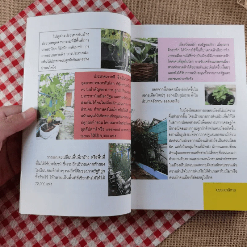 ปลูกผักวันหยุด Holiday Plan - ลลนา แสงอาทิตย์ รูปที่ 9
