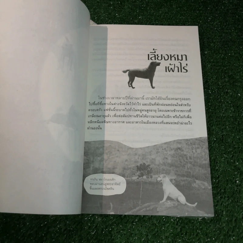 สารคดีปีจอ เรื่องรักของหมาไทย - ลุงทอง บ้านไร่ รูปที่ 9