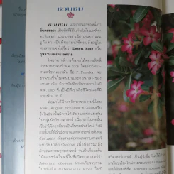 ชวนชม กุหลาบแห่งทะเลทราย - เผด็จ โตนวล, อฤชร พงษ์ไสว รูปที่ 11
