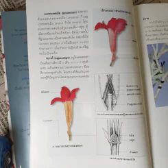 ชวนชม กุหลาบแห่งทะเลทราย - เผด็จ โตนวล, อฤชร พงษ์ไสว รูปที่ 14