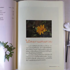 ไม้ดอกแสนสวย ไม้ดอกไม้ประดับ รูปที่ 13