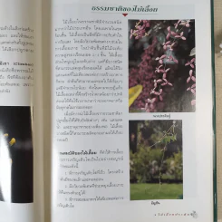 ไม้เลื้อยประดับ - ผศ.จิรายุพิน จันทรประสงค์, อฤชร พงษ์ไสว รูปที่ 12