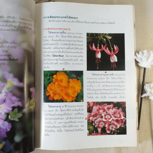ไม้ดอกแสนสวย - ผศ.ธัญญะ เดชะศีลพิทักษ์ รูปที่ 13