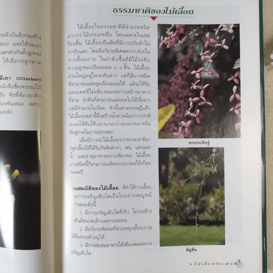 ไม้เลื้อยประดับ - ผศ.จิรายุพิน จันทรประสงค์, อฤชร พงษ์ไสว รูปที่ 12