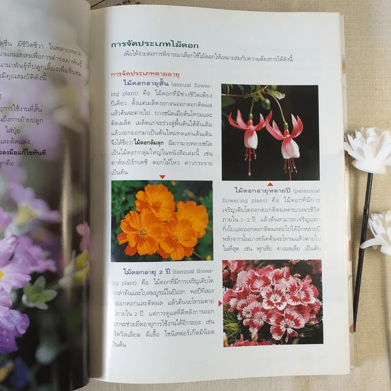 ไม้ดอกแสนสวย - ผศ.ธัญญะ เดชะศีลพิทักษ์ รูปที่ 13