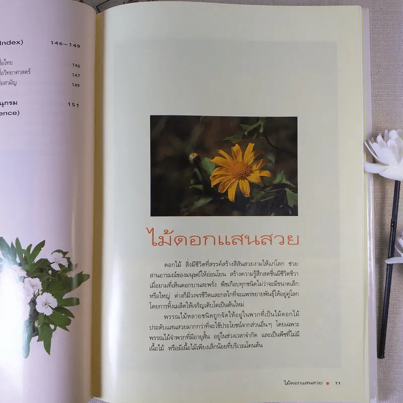 ไม้ดอกแสนสวย ไม้ดอกไม้ประดับ รูปที่ 13
