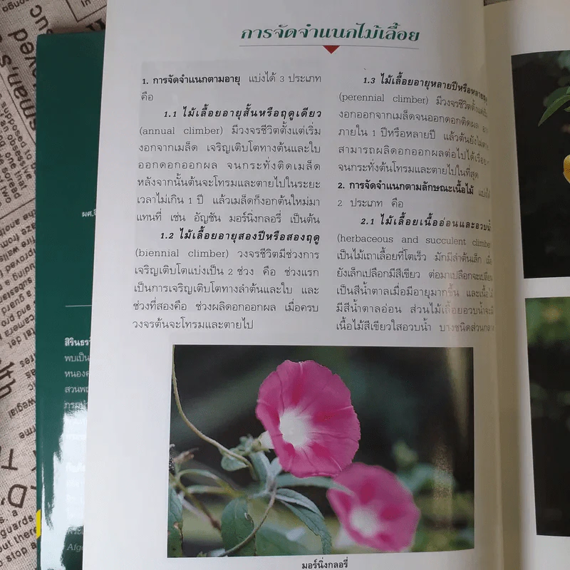ไม้เลื้อยประดับ - ผศ.จิรายุพิน จันทรประสงค์, อฤชร พงษ์ไสว รูปที่ 13