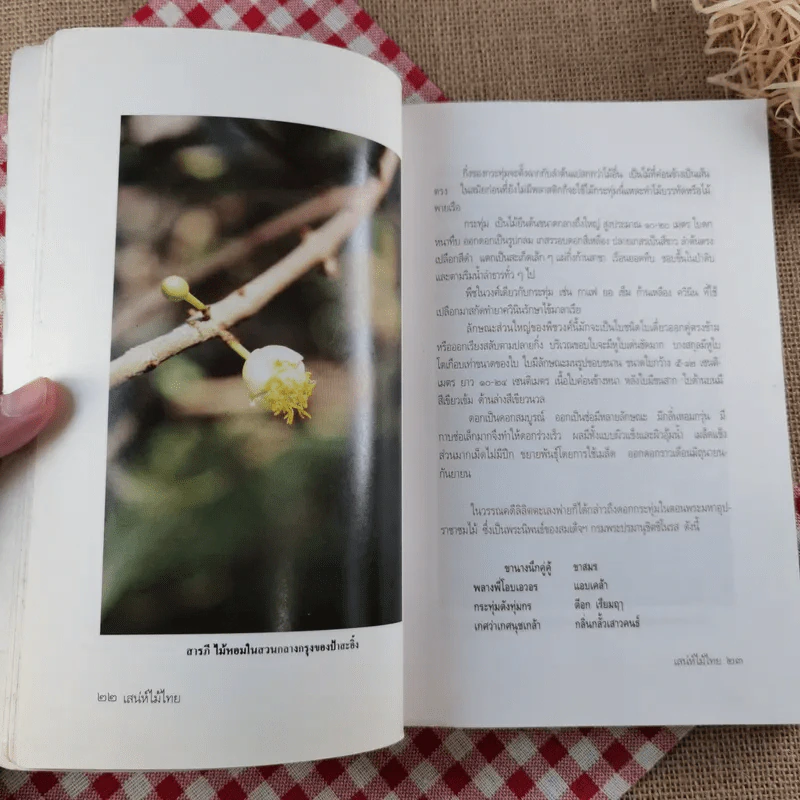 เสน่ห์ไม้ไทย - เสาวลักษณ์ สุขสมัย รูปที่ 14
