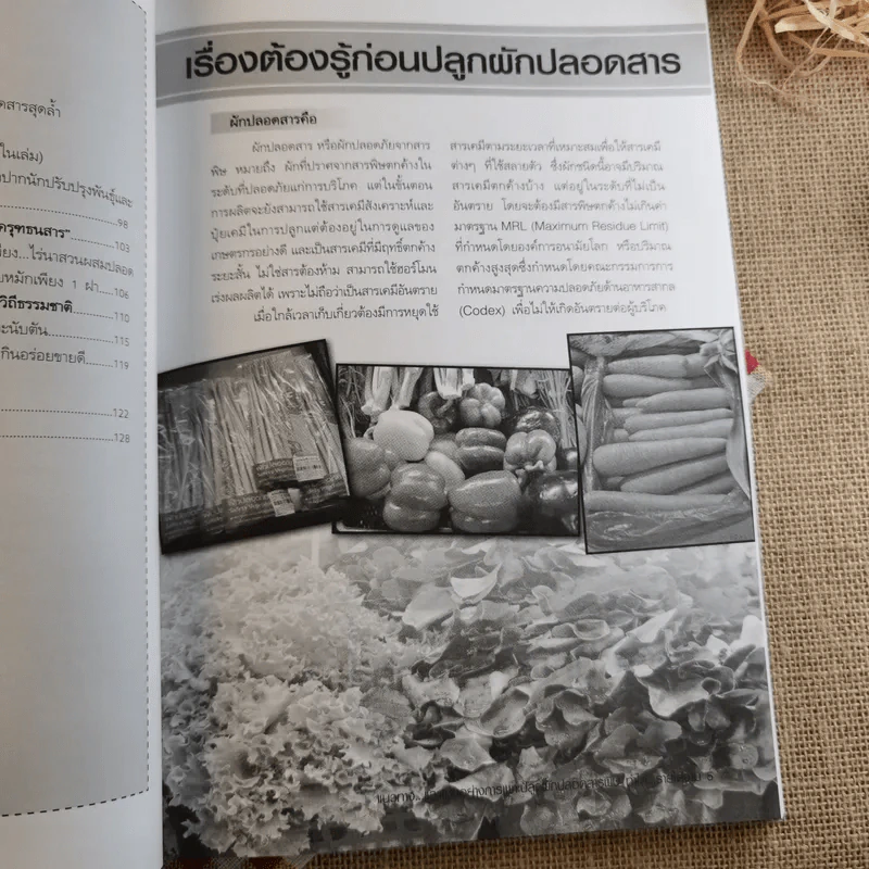 ผัก ปลอดสารพิษ ทำได้ รายได้งาม รูปที่ 11