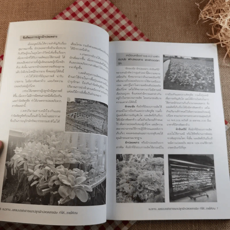 ผัก ปลอดสารพิษ ทำได้ รายได้งาม รูปที่ 12