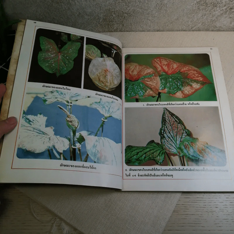 ตำนานบอนสี ราชินีแห่งไม้ประดับ + ตำนานบอนสีและโกสน - เจริญ สุขพงษ์ รูปที่ 26