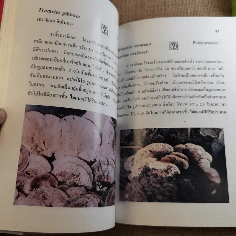 เห็ดและราขนาดใหญ่ในประเทศไทย - รศ.ดร.เกษม สร้อยทอง รูปที่ 13