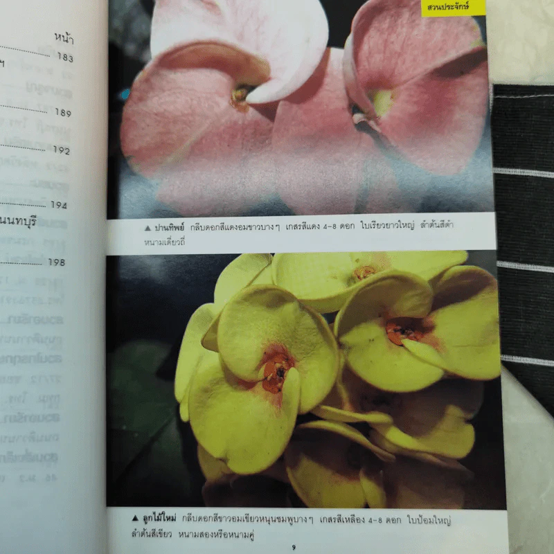 โป๊ยเซียน - เจริญ สุขพงษ์ รูปที่ 15