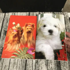 Dog in Thailand Volume 1 รวมสุนัขสายพันธุ์ของนิยมในประเทศไทย - ทวีศักดิ์ รูปที่ 17