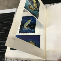 คู่มือการเลี้ยงปลาอะโรวาน่า ประมวลภาพปลาอะโรวาน่าสีสวยสดกว่า 270 ภาพ รูปที่ 14