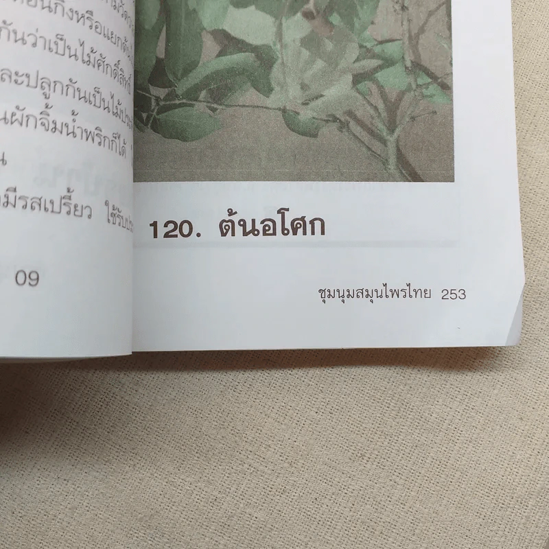 ชุดสมุนไพร ชุมนุมสมุนไพรไทย - สวนสมุนไพร รูปที่ 18