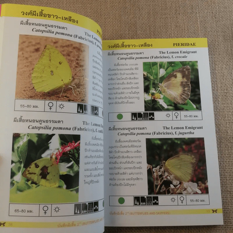 บันทึกผีเสื้อ 2 Butterflies and Skippers รูปที่ 15
