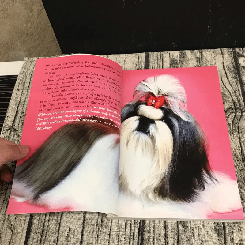 Dog in Thailand Volume 1 รวมสุนัขสายพันธุ์ของนิยมในประเทศไทย - ทวีศักดิ์ รูปที่ 8